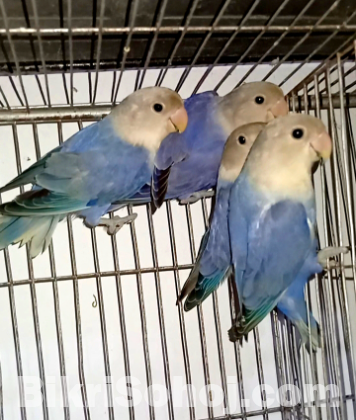 White face violet opaline adult lovebird 1 pics